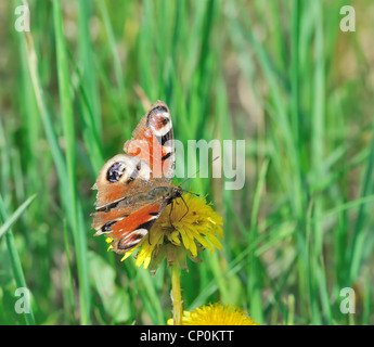 Schwalbenschwanz, Schmetterling Stockfoto