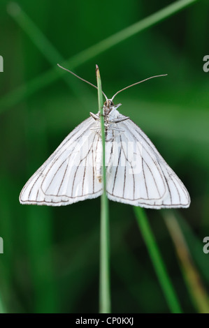 Schwalbenschwanz, Schmetterling Stockfoto