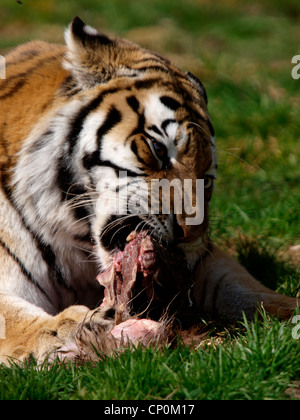 Sibirischer Tiger, Panthera Tigris altaica Stockfoto