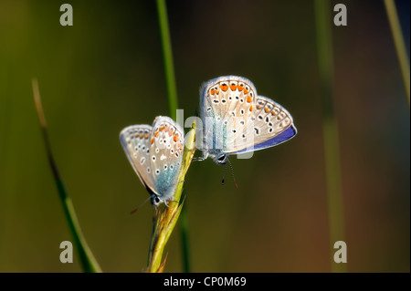 Schwalbenschwanz, Schmetterling Stockfoto