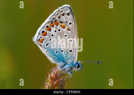 Schwalbenschwanz, Schmetterling Stockfoto