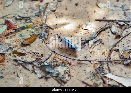 Schwalbenschwanz, Schmetterling Stockfoto