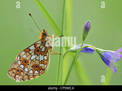 Schwalbenschwanz, Schmetterling Stockfoto