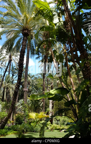 Palmen-Garten Huerto del Cura in Elche, Spanien Stockfoto