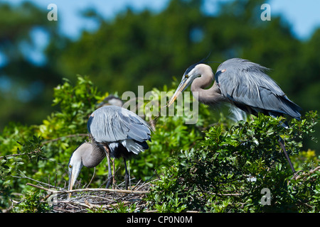 Great Blue Heron paar am Nest am Audubon Vogel Rookery in Venice, Florida, USA. Stockfoto