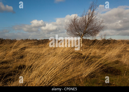 Holmegaard High Moor. Seeland, Dänemark Stockfoto