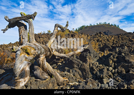 Baumstamm, a ' a Lava Flow und Lava Butte verwittert; Lava Lands Visitor Center, Newberry National Volcanic Monument, Oregon. Stockfoto