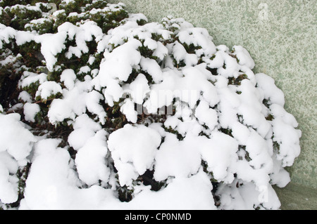 Ornamentale Wacholder Busch (Juniperus) fallenden Schnee vom Winter Schneefälle, Livingston, Montana, USA Stockfoto