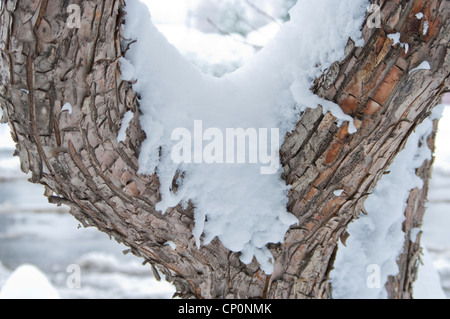 Schnee bedeckt die raue Rinde und Stamm eines Baumes Crabapple oder Holzapfel (Malus Sylvestris), Livingston, Montana, USA Stockfoto