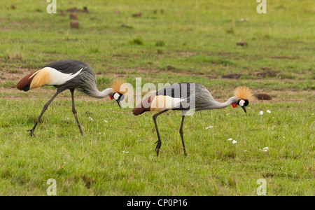 Ein paar Graue gekrönt Kran (Balearica regulorum) Ernährung in der Masai Mara National Reserve, Kenia, Afrika. Nationalvogel von Uganda. Stockfoto