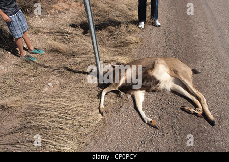 Zwei jungen Blick auf totes Reh auf der Seite der Straße, Colorado, USA. Stockfoto