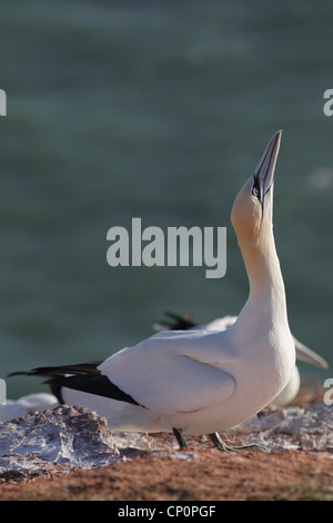 Basstölpel (Morus Bassanus) auf einem Felsen auf Helgoland. Stockfoto