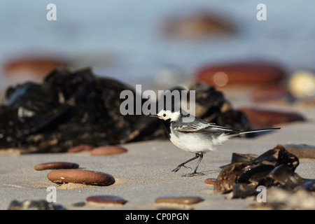 Bachstelze (Motacilla Alba) auf den Strand von Helgoland. Stockfoto