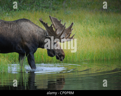 Ein Stier Elch (Alces Alces) watet in einen Teich zu ernähren sich von Wasserpflanzen Gräser, Denali-Nationalpark, Alaska. Stockfoto