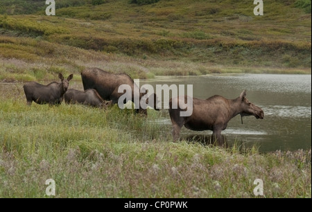 Elch (Alces Alces) Twin Kälber, Kühe und junge männliche Feed in einem Wasserkocher Loch Teich, Denali-Nationalpark, Alaska. Stockfoto