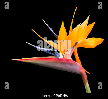 Schneiden Sie Bild der Paradiesvogel Blume mit Stift-Tool-Pfad in der Datei Stockfoto