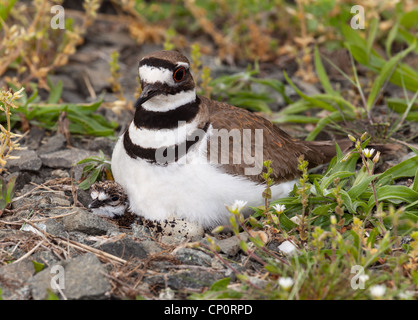 Schuss des Killdeer Vogel bei Verschachtelung Zeit sitzen hautnah mit Küken und Eiern im Nest Stockfoto