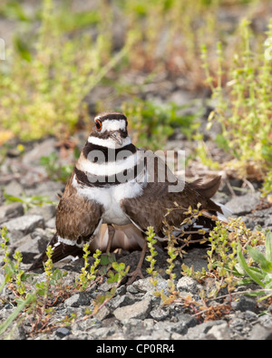 Schuss des Killdeer Vogel Zeit nisten und verteidigt seine jungen mit aggressiver Tanz hautnah Stockfoto