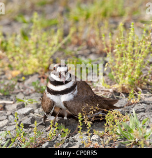 Schuss des Killdeer Vogel Zeit nisten und verteidigt seine jungen mit aggressiver Tanz hautnah Stockfoto