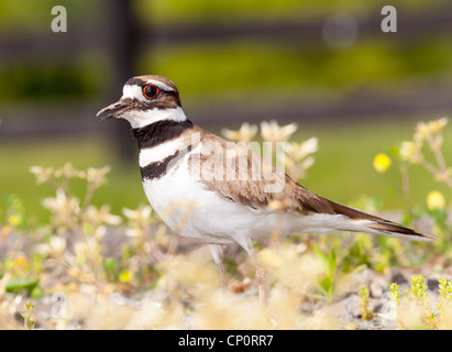 Schuss des Killdeer Vogel Zeit nisten und verteidigt seine jungen mit aggressiver Tanz hautnah Stockfoto