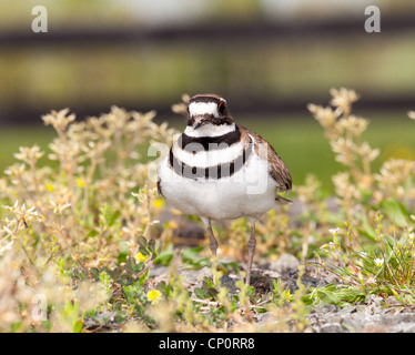 Schuss des Killdeer Vogel Zeit nisten und verteidigt seine jungen mit aggressiver Tanz hautnah Stockfoto