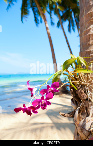 Orchidee am Strand Stockfoto