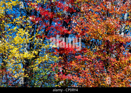 Herbstlaub in gelb, rot und Orange, unterstützt von einem tiefblauen Himmel Stockfoto