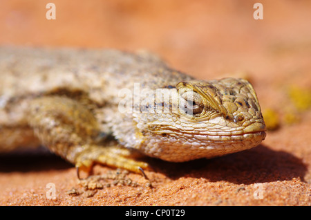 Makro des Kopfes einer westlichen Zaun-Eidechse Sceloporus occidentalis Stockfoto