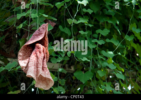 Aristolochia Gigantea im Glashaus, Christchurch Botanic Gardens. Stockfoto