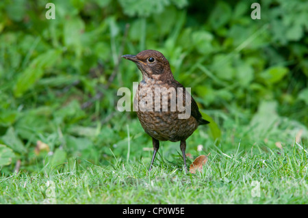 Juvenile Amsel im Garten Rasen, Hastings, Sussex, UK Stockfoto