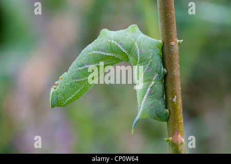 Raupe des Eyed Hawk Moth auf Stamm der Weide zeigt ausgezeichnete Details. RSPB Dungeness, Kent, UK Stockfoto