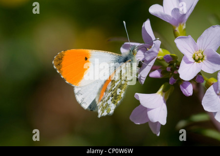 Männliche Orange Tipp Schmetterling Fütterung von Kuckuck Blume. Hastings, Sussex, UK Stockfoto