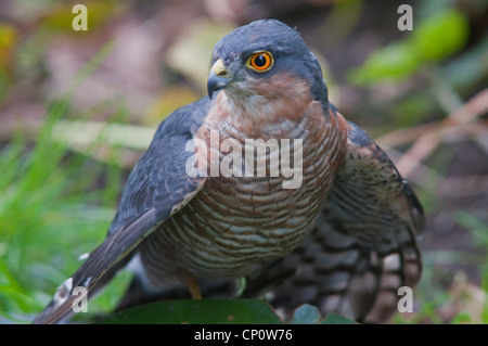 Nahaufnahme des männlichen Sparrowhawk Accipiter Nisus. Salehurst, Sussex, UK Stockfoto