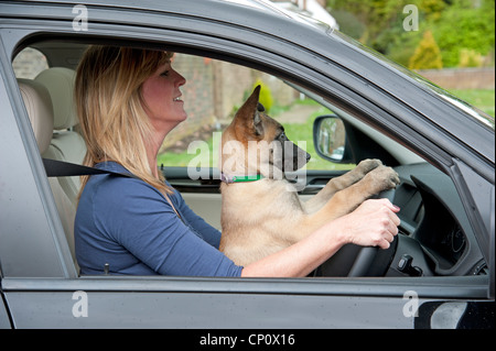 Frau Treiber mit einem Welpen Belgischer Schäferhund Hund in den Fahrersitz zu! Stockfoto