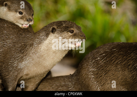 Asiatischen kurze Krallen Otter (Aonyx Cinerea)-Cotswald Wildlife Park Burford Oxfordshire-England Stockfoto