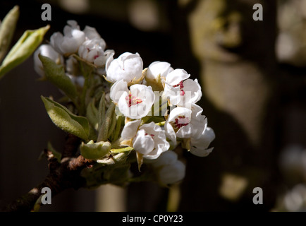 Birne Baum Blüte, UK Stockfoto