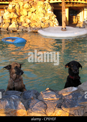 Zwei Hunde in einem Pool posiert. Stockfoto