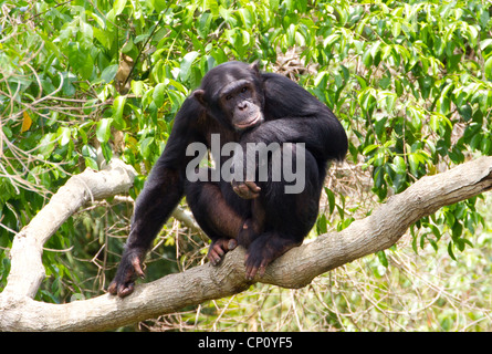 Schimpanse (Pan Troglodytes) auf Baum, Kyambura Schlucht, Uganda Stockfoto