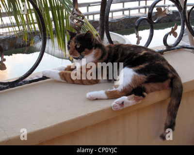 Katze in der Sonne entspannen. Stockfoto