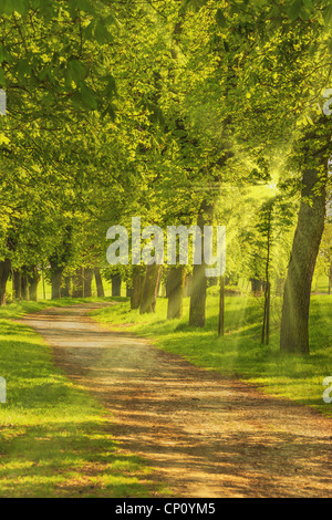 Baumallee, Die Sonne Scheint Duch sterben zu | Allee von Bäumen, die Sonne scheint durch die Bäume Stockfoto