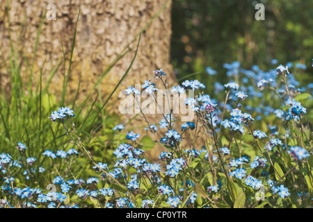 Myosotis ist eine Gattung von Blütenpflanzen in der Familie Boraginaceae, die gemeinhin Vergissmeinnicht. Stockfoto