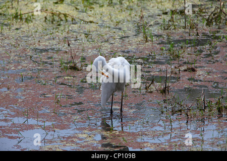 Seidenreiher Stockfoto