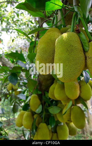 Vietnam Cu Chi. reif Jack Frucht am Baum. Stockfoto