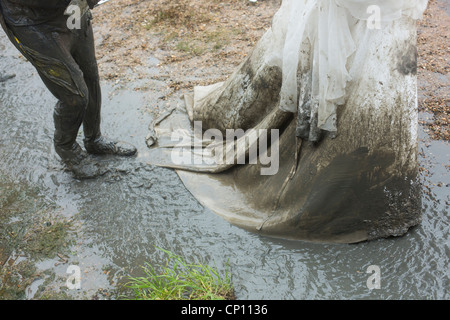 Schlamm-Rennen in Maldon Stockfoto