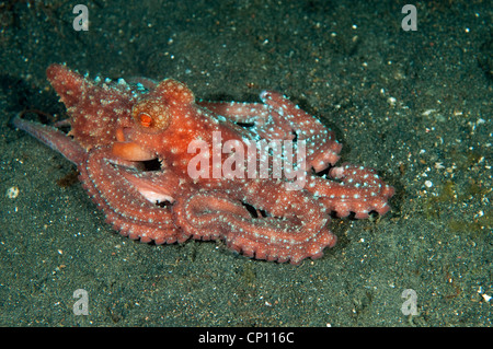 Sternennacht Krake, Octopus Luteus, Sulawesi Indonesien Stockfoto