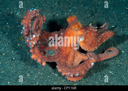 Sternennacht Krake, Octopus Luteus, Sulawesi Indonesien Stockfoto