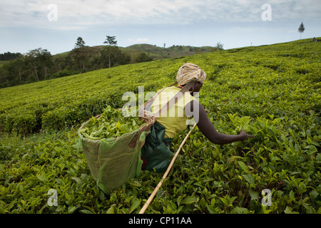 Arbeiter ernten frische Teeblätter in den Bereichen Fort Portal, Uganda, Ostafrika. Stockfoto