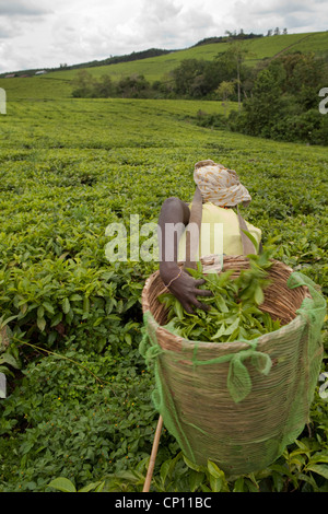 Arbeiter ernten frische Teeblätter in den Bereichen Fort Portal, Uganda, Ostafrika. Stockfoto