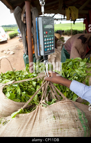 Arbeiter wiegen frisch geernteten Teeblätter auf einer Plantage in Fort Portal, Uganda, Ostafrika. Stockfoto