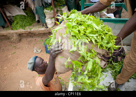 Arbeiter laden frisch geernteten Teeblätter auf der Ladefläche eines Lastwagens in Fort Portal, Uganda, Ostafrika. Stockfoto
